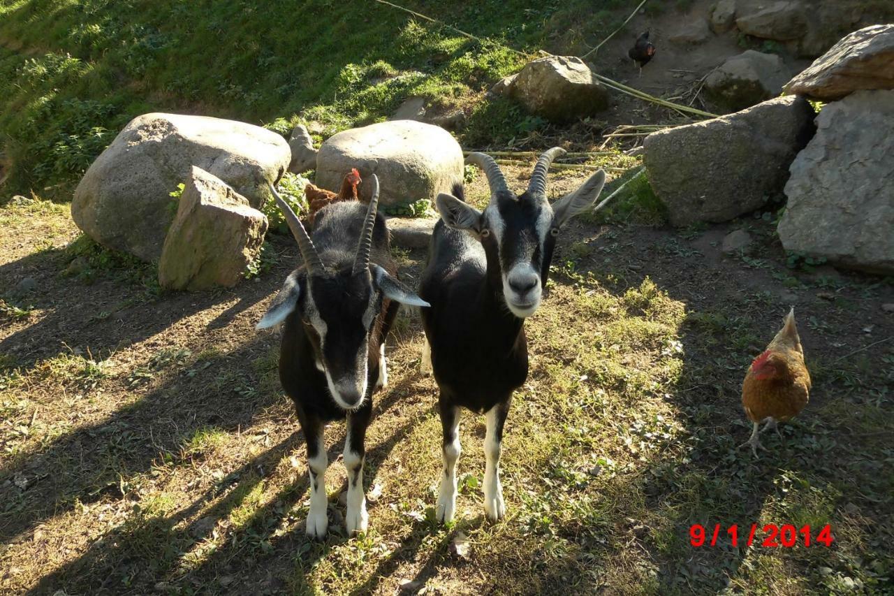 Apartamento Urlaub Auf Dem Haenslehof Elzach Exterior foto
